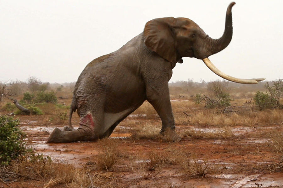 Éléphant se faisant braconné