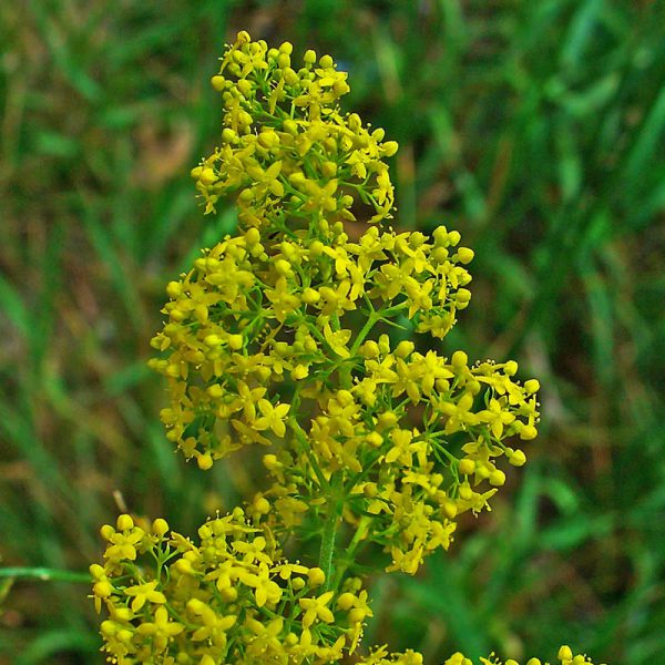 Graines de gaillet (galium album et verum) pour Moro-Sphinx