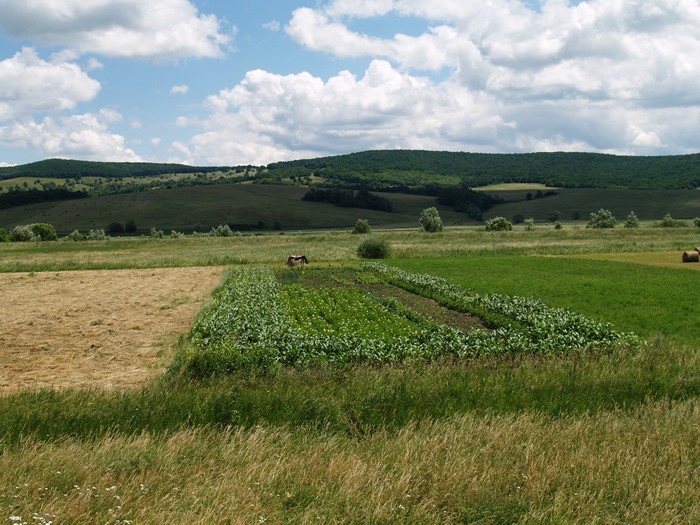 Agriculture extensive traditionnelle