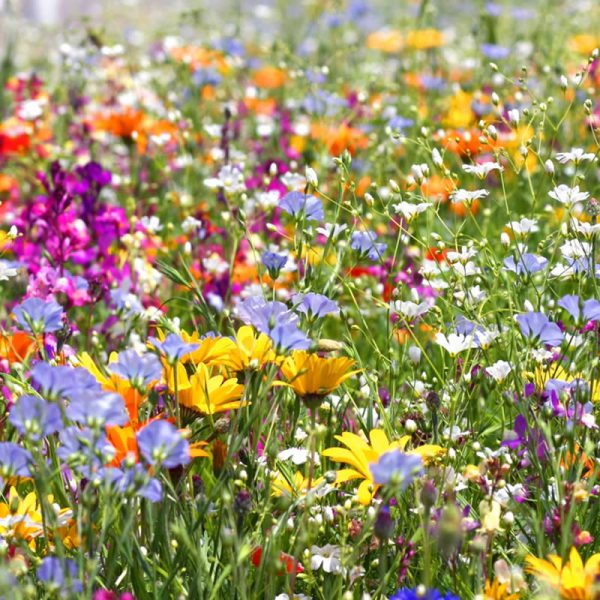 Graines de fleurs mellifères pour insectes volants