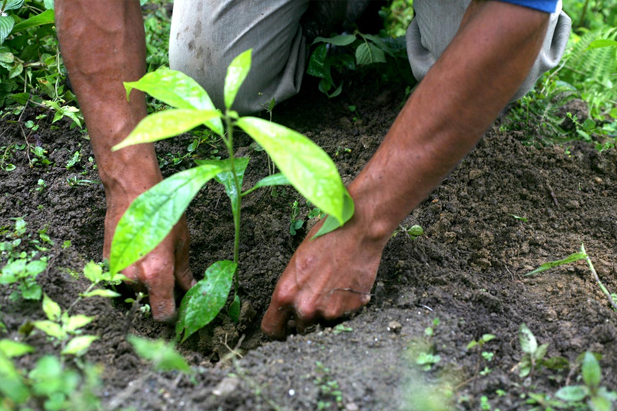 Photo du reboisement en Equateur